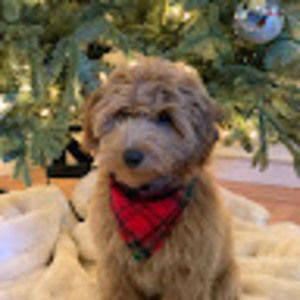 Meet your Posher, Julie